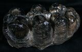 Rare Trilophodon ( Tusked Mastodon) Molar #4248-1
